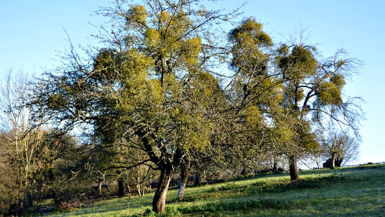Mistletoe in the boughs of the old orchard trees on the estate at Brockhampton, Herefordshire